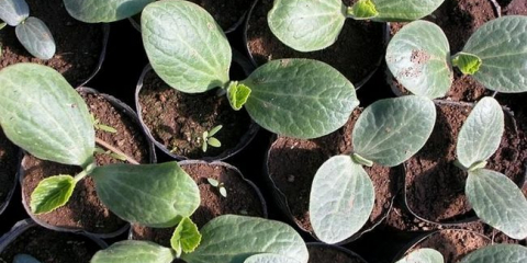 Jak a kdy rostliny okurky na sazenice?